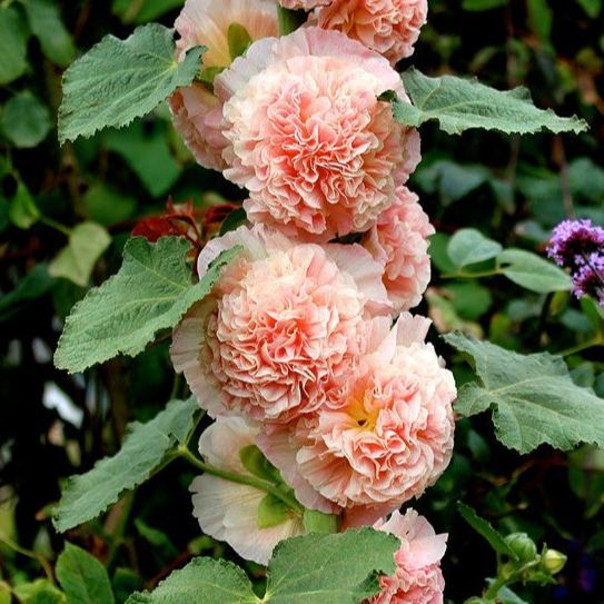 🌸Double Hollyhock Seeds