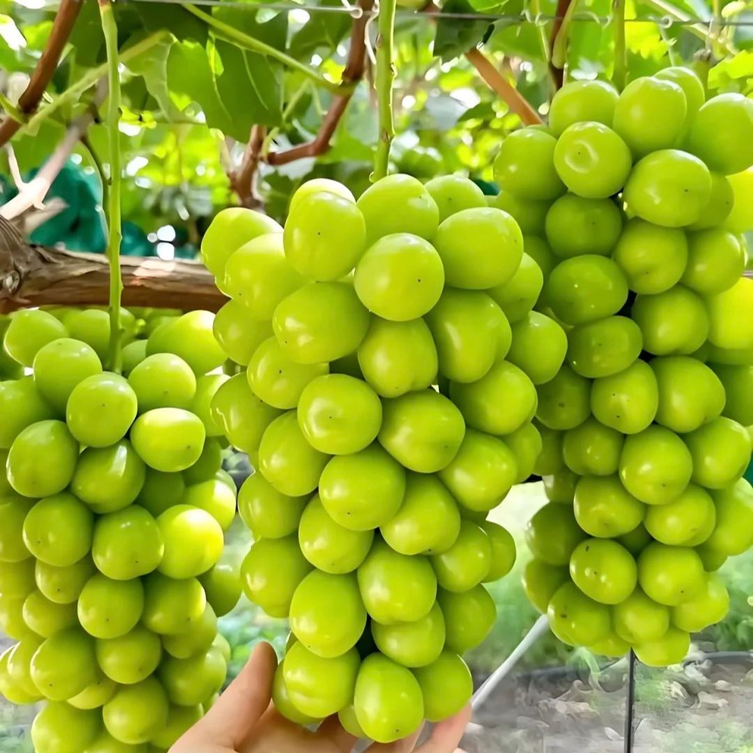 Гроздови семки Shine Muscat 🍇