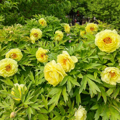 Pfingstrosen Samen – Symbol für Glück und Reichtum