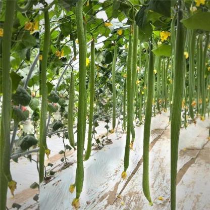 Super Long Loofahs👑King of loofah