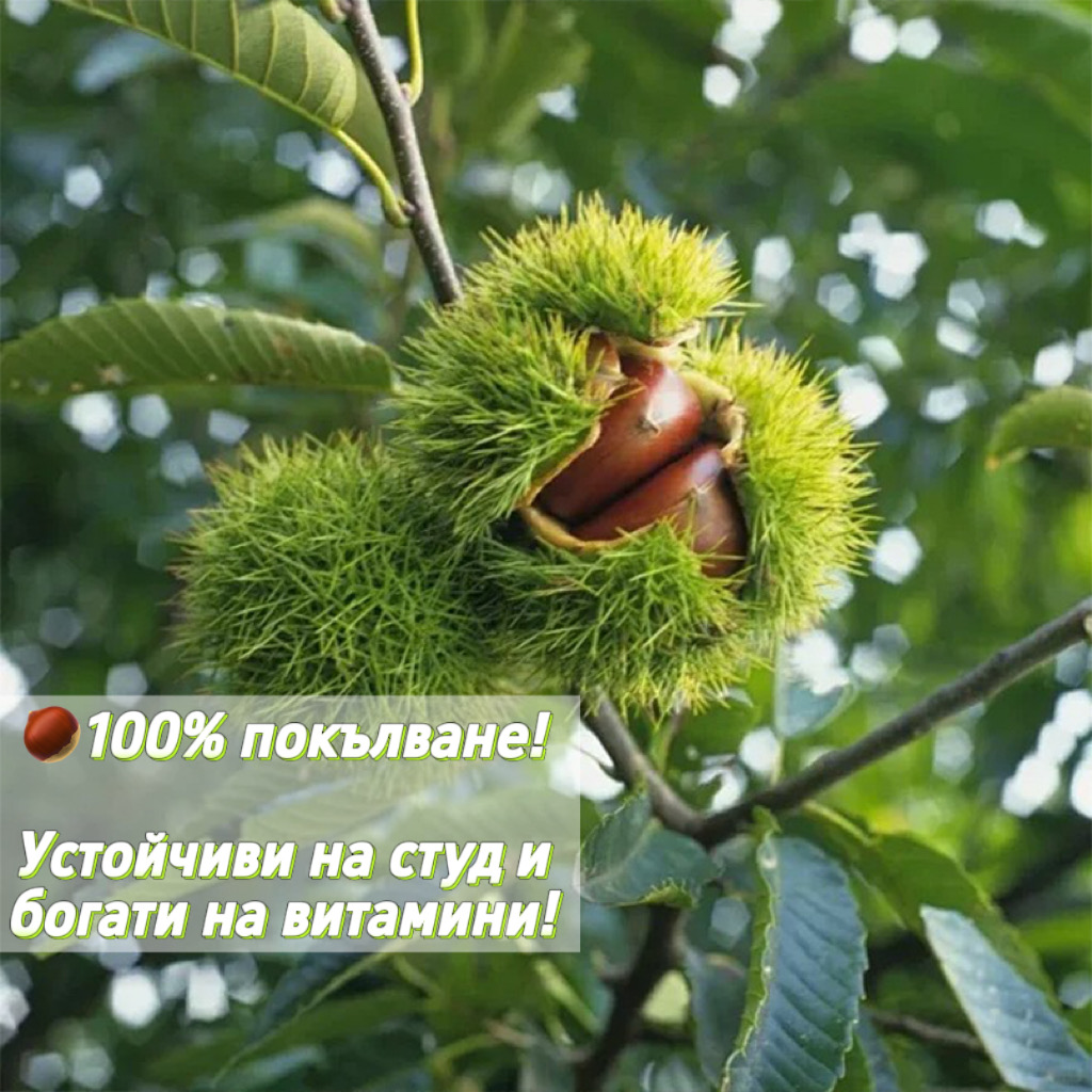 🔥 Последни 3 часа: 50% отстъпка - 🌰Семена за джуджеви кестени – сладки и ароматни ядки🌱