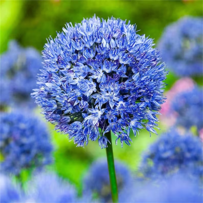Градински открит гигантски Allium Giganteum красиви цветни семена бонсай семена за растения