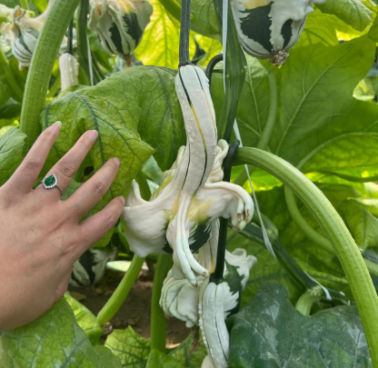 White Swan Pumpkin Seeds🦢🎃Rare Pumpkins