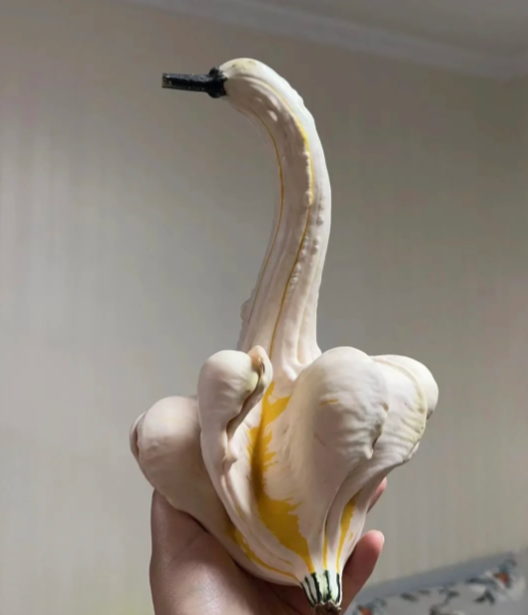 White Swan Pumpkin Seeds🦢🎃Rare Pumpkins