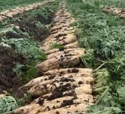 🌟 The Nine-pound Radish King Seeds 🌟