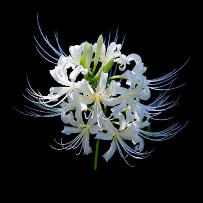 🕷️Луковици от паяжиновидната лилия - многоцветни🌈