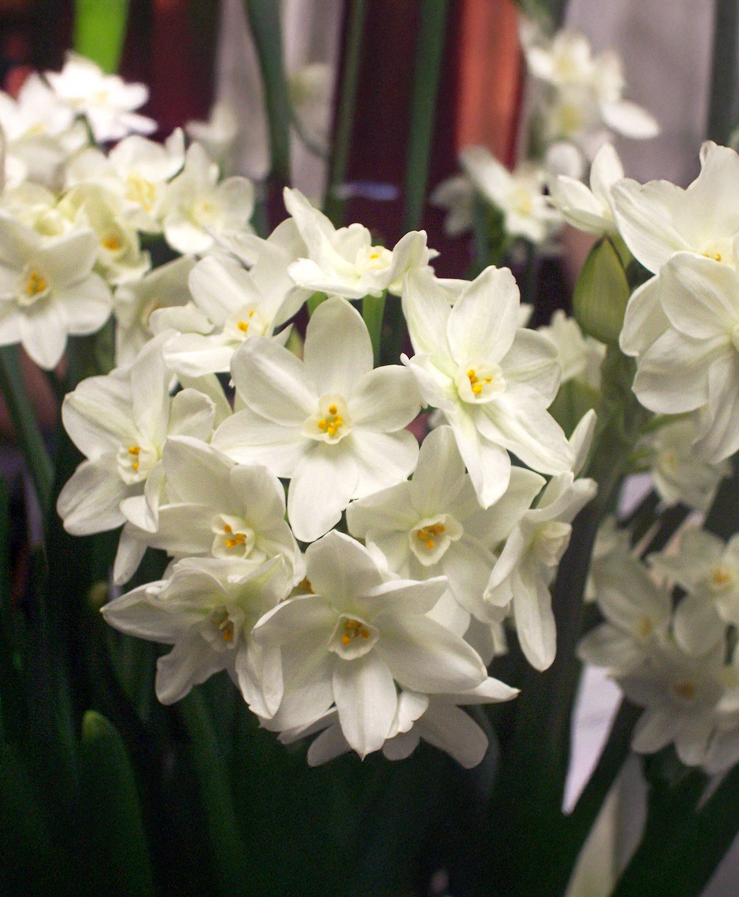 Китайска свещена лилия Paperwhites
