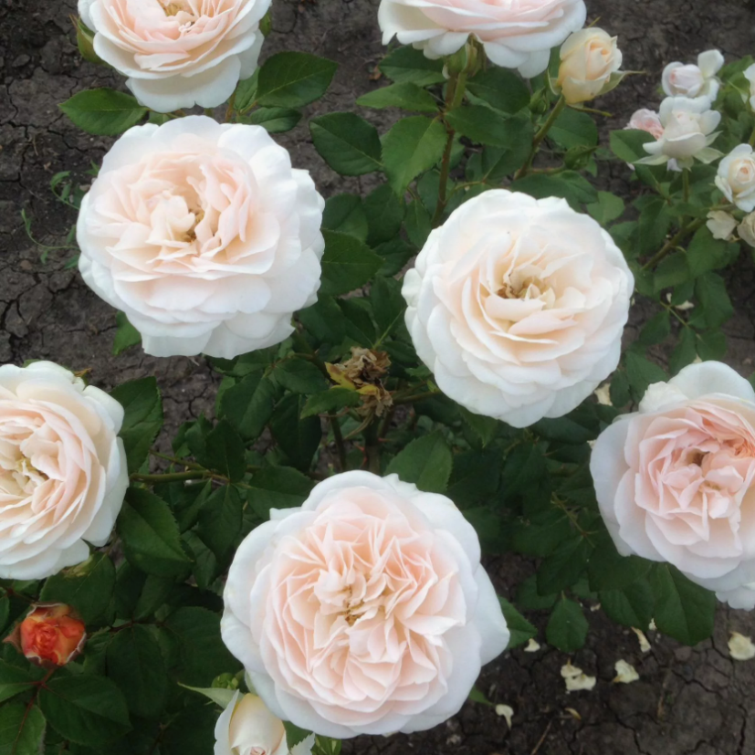 ✨Семена от цвят Камелия 