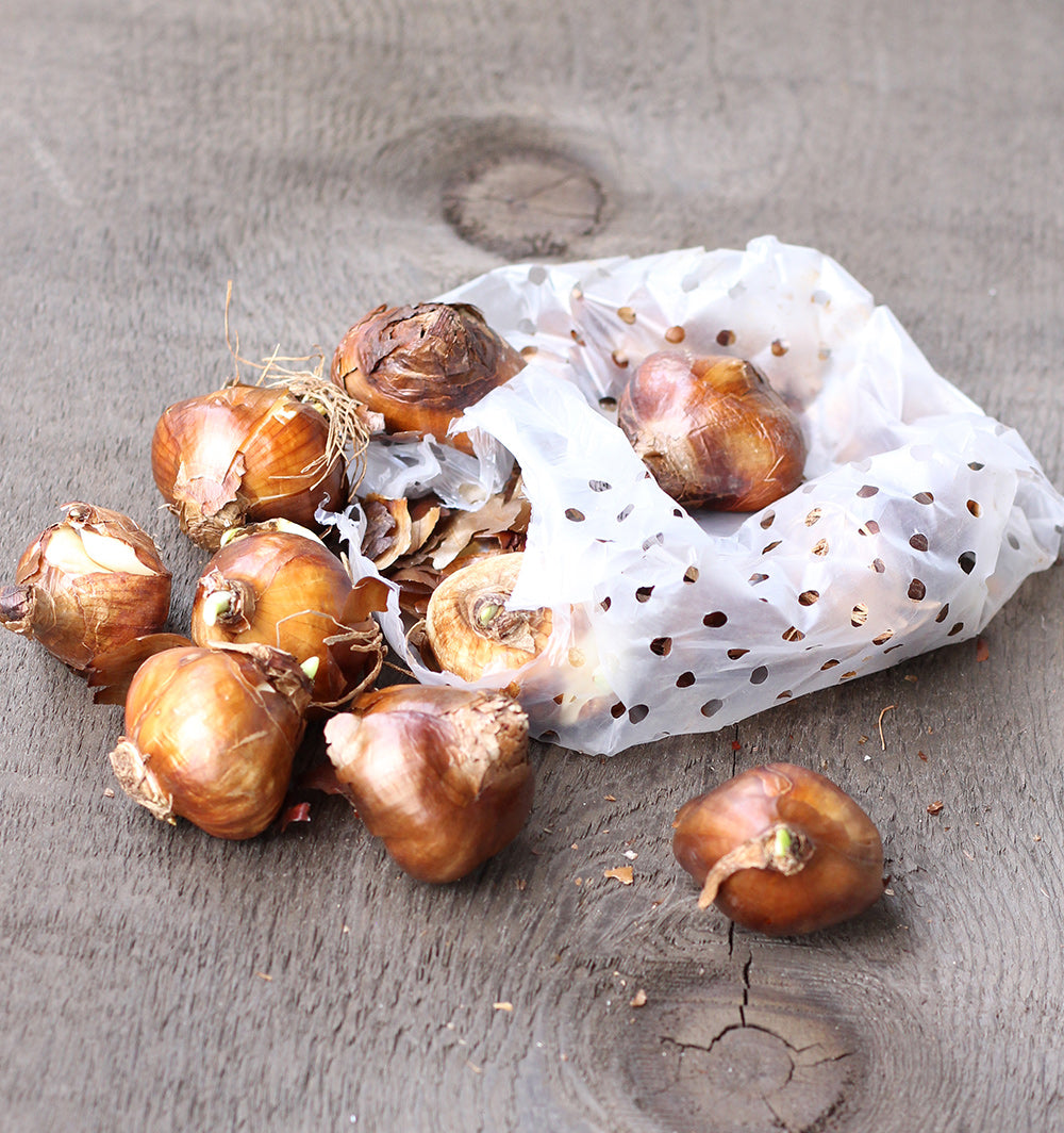 Китайска свещена лилия Paperwhites