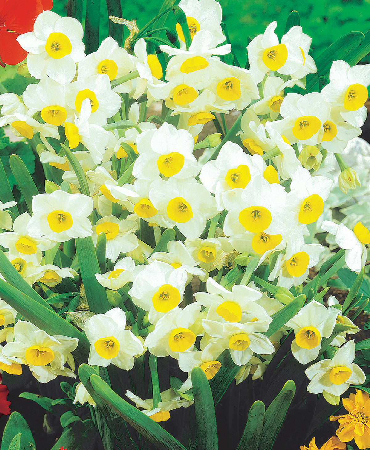 Китайска свещена лилия Paperwhites