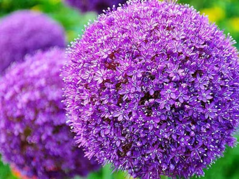 Градински открит гигантски Allium Giganteum красиви цветни семена бонсай семена за растения