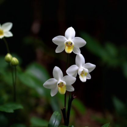 🐵Семена от орхидея „Маймунско лице“