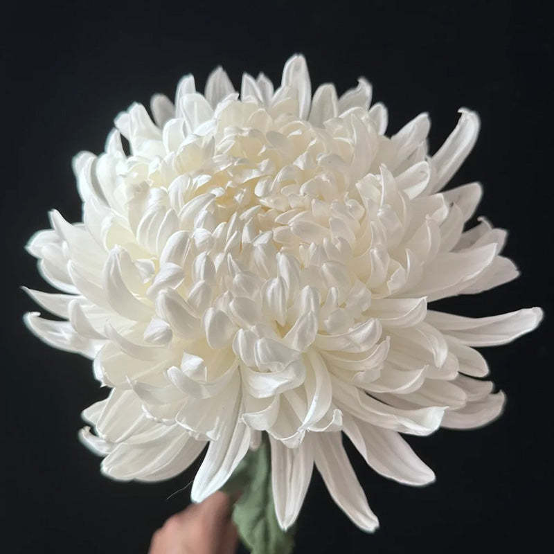 🌺 Цветето на елегантността 🌼 Семена от гигантска хризантема