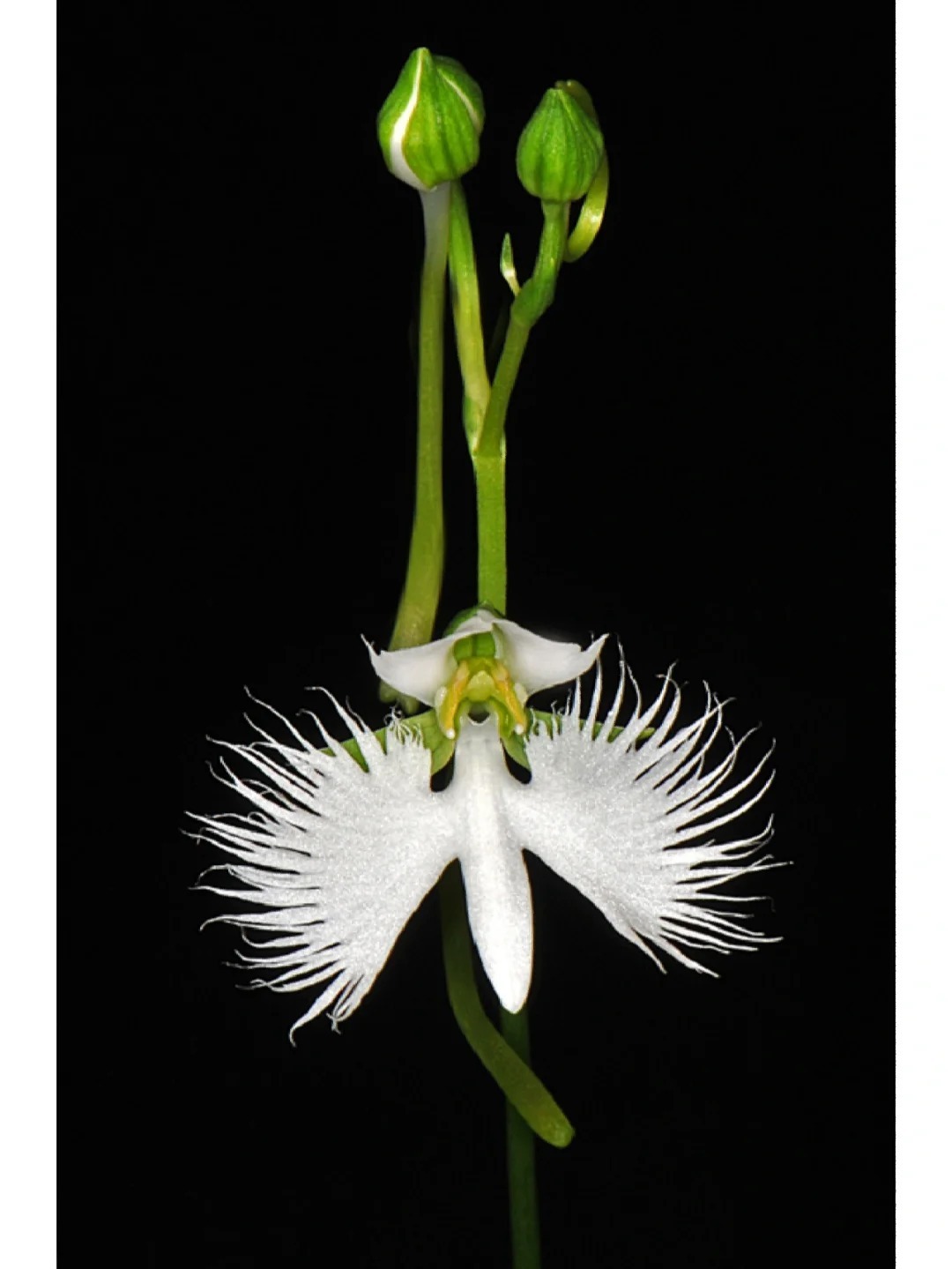 White Dove/Egret Flower Seeds