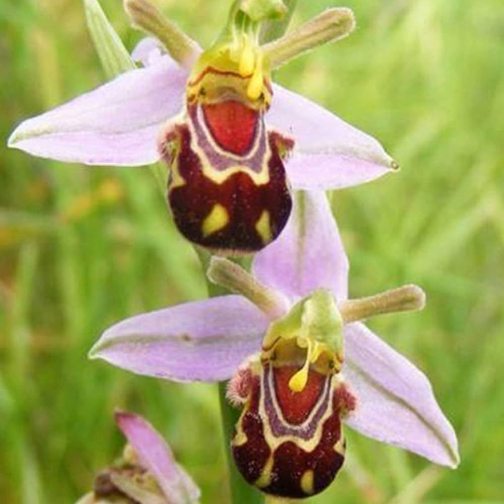 Редките семена Ophrys Apifera (🐝Смееща се пчелна орхидея)