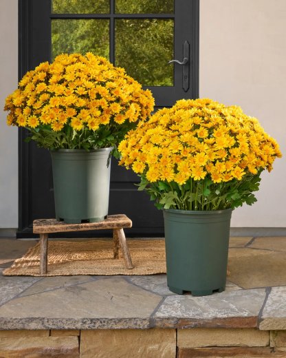 🏆Flash Sale⚡Artificial Outdoor Sunset Mums Flowers - UV resistant, Waterproof, Windproof