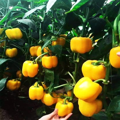 🫑Colorful Sweet Pepper Seeds Organic