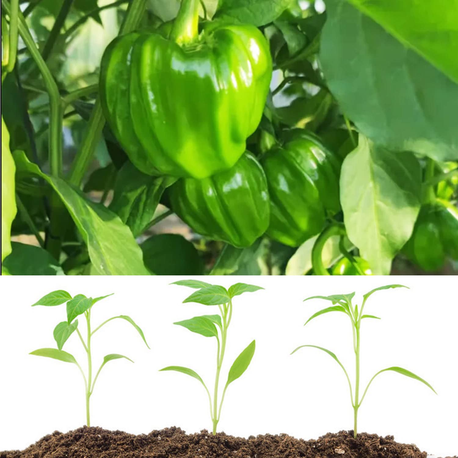 🫑Colorful Sweet Pepper Seeds Organic