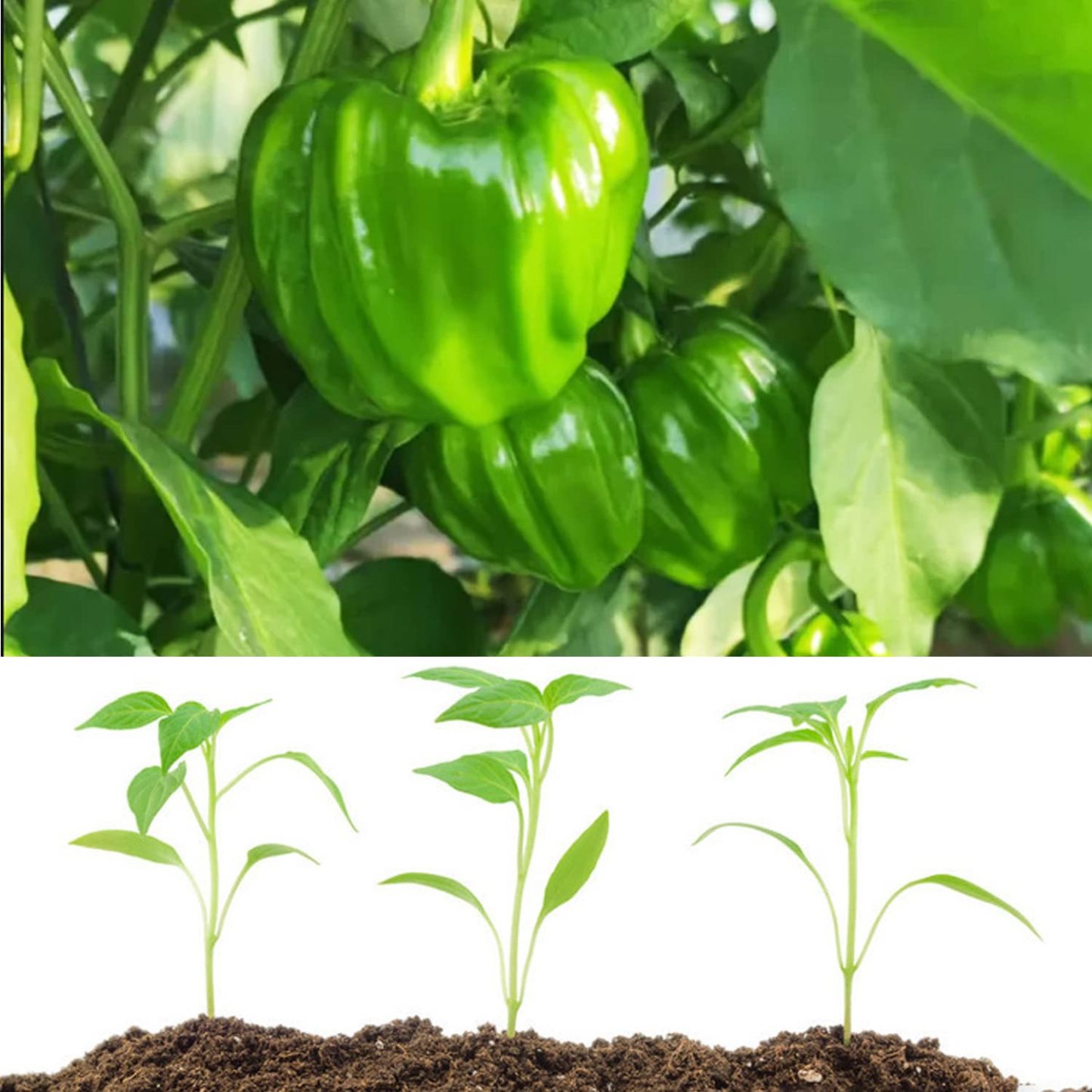 🫑Colorful Sweet Pepper Seeds Organic