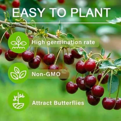 🍒 (Нова реколта) Семена от сладка череша 🌿Предварително подготвени за висока кълняемост (99% кълняемост)