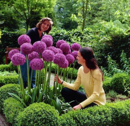Градински открит гигантски Allium Giganteum красиви цветни семена бонсай семена за растения