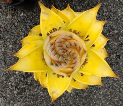 Golden Lotus Banana Seeds - Musella lasiocarpa