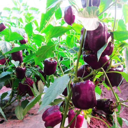 🫑Colorful Sweet Pepper Seeds Organic