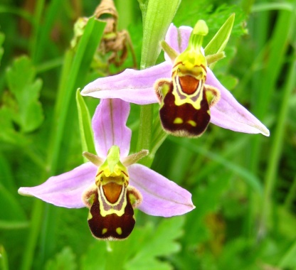 Редките семена Ophrys Apifera (🐝Смееща се пчелна орхидея)