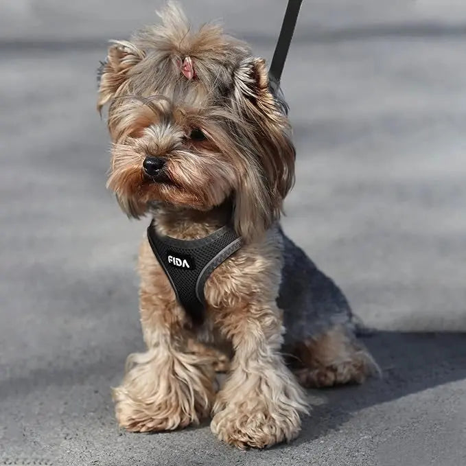 FIDA Kitten & Puppy Harness and Leash Set