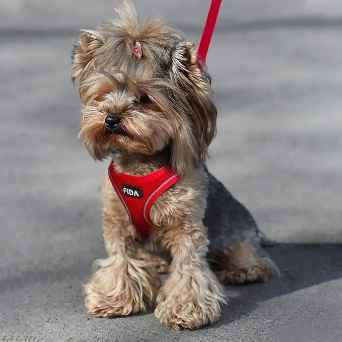 FIDA Kitten & Puppy Harness and Leash Set