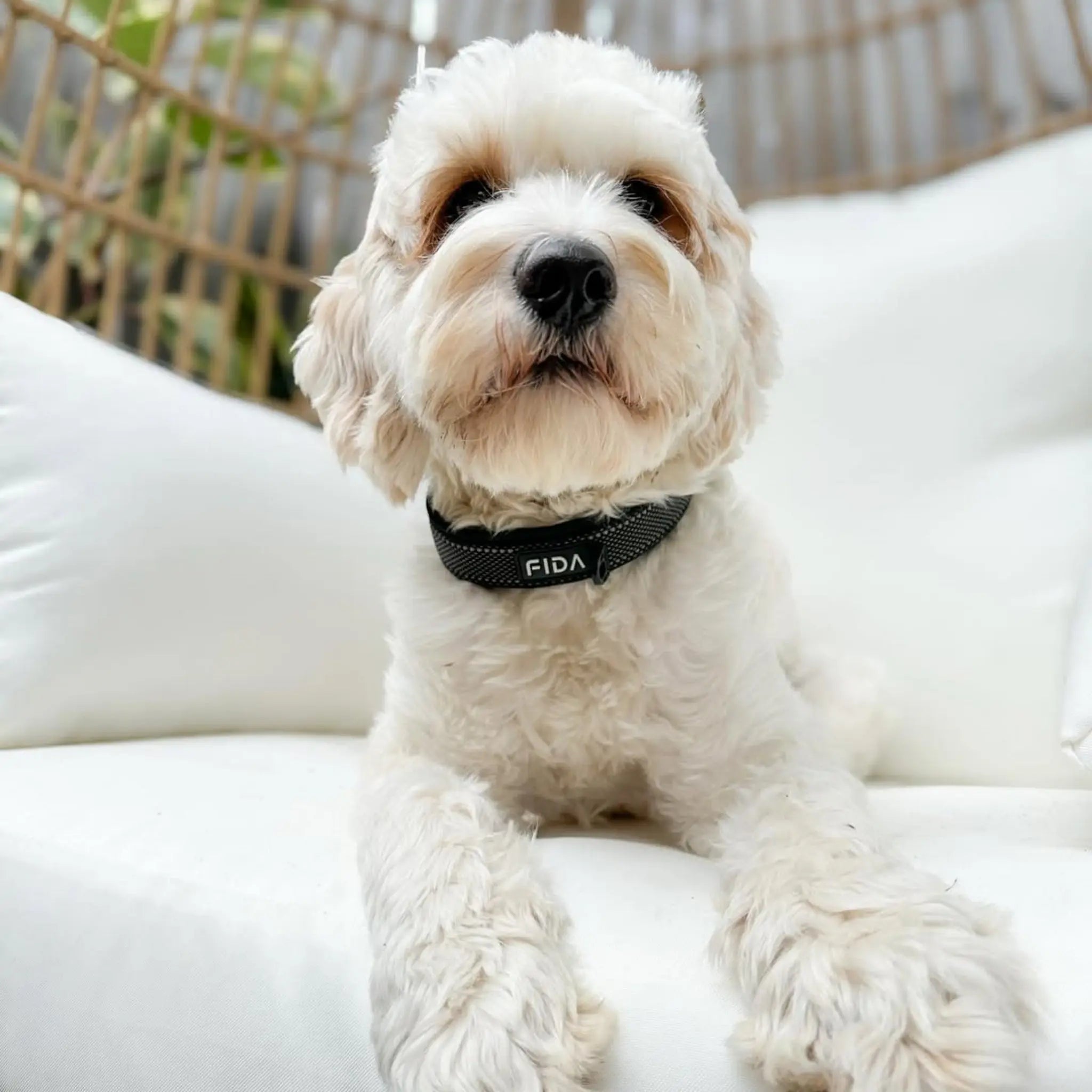 FIDA Heavy Duty Dog Collar