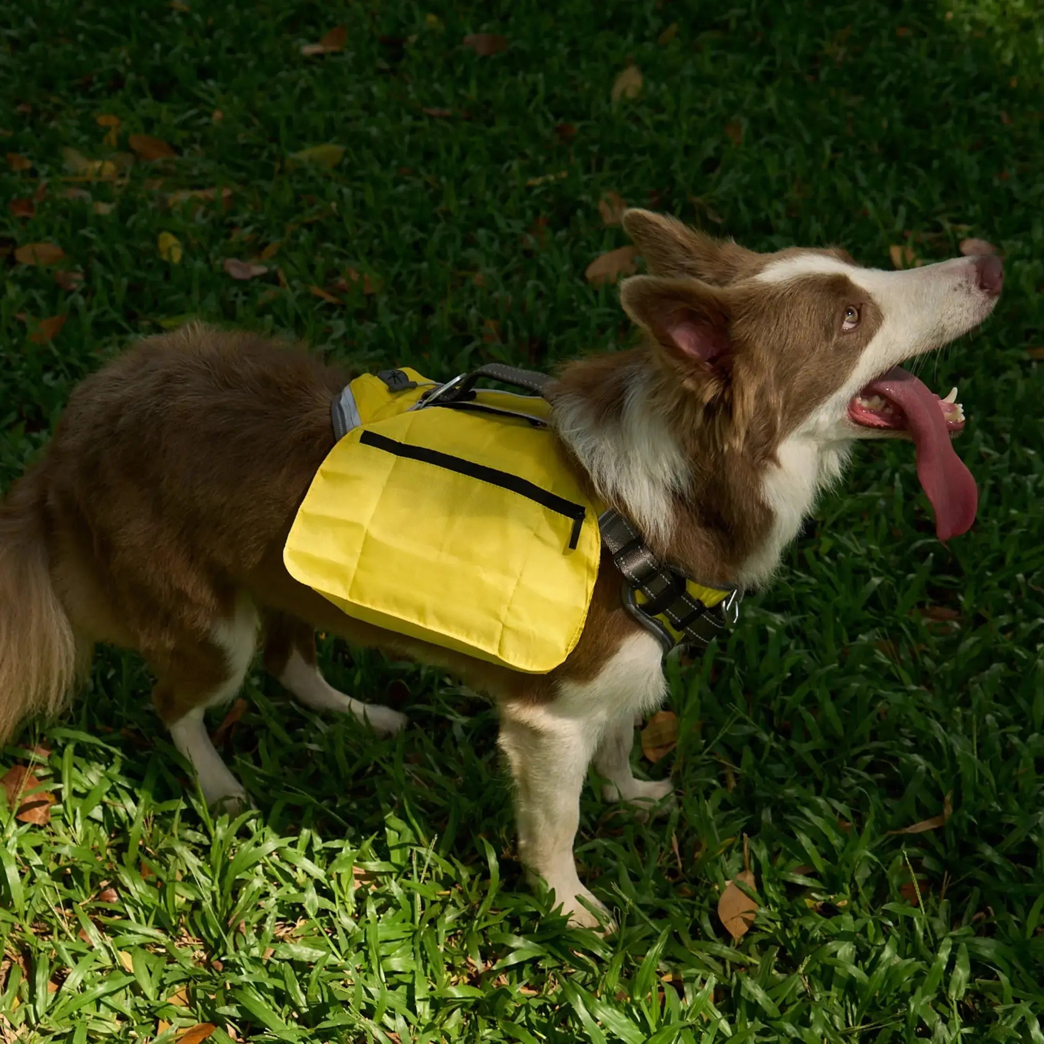 FIDA No Pull Harness