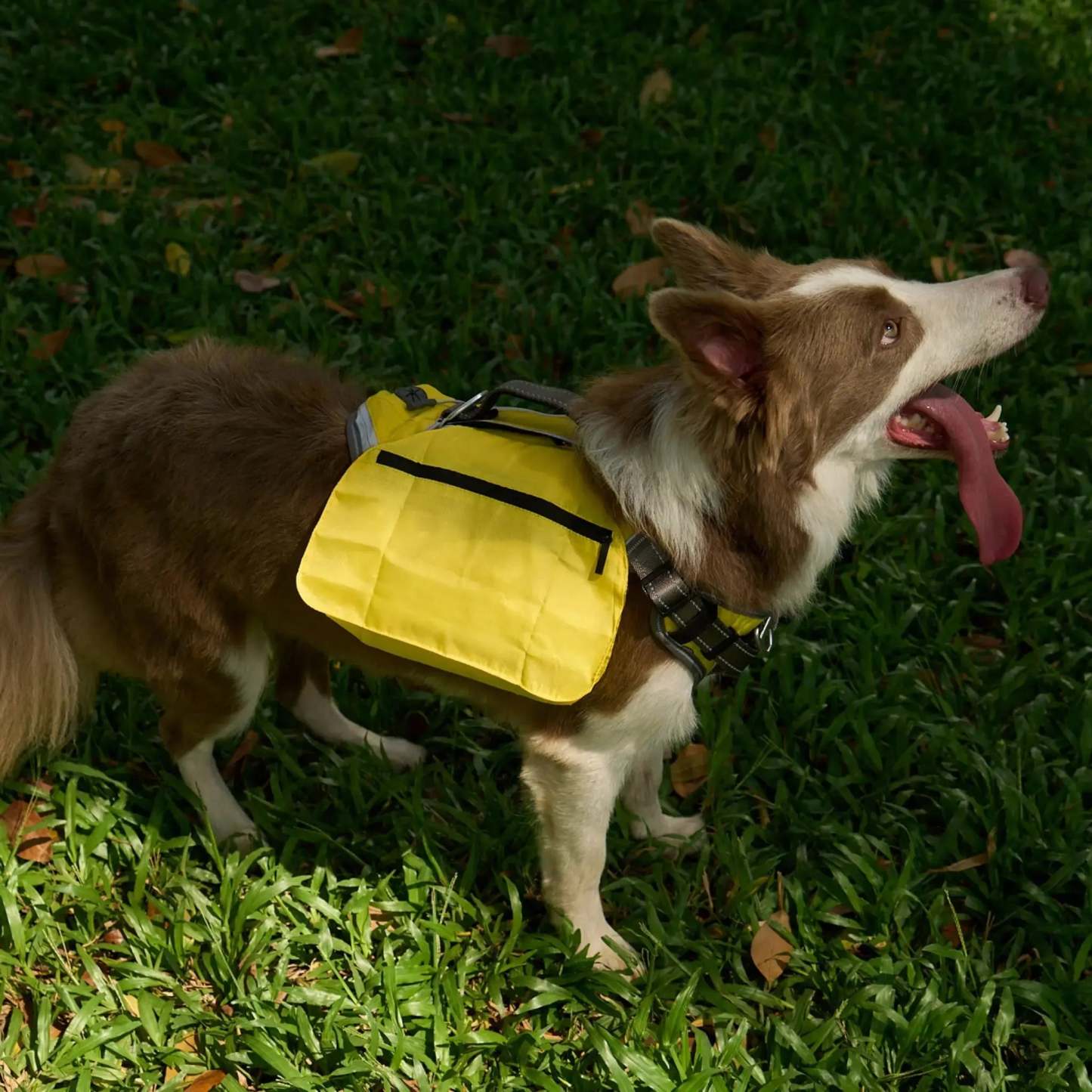 FIDA No Pull Harness