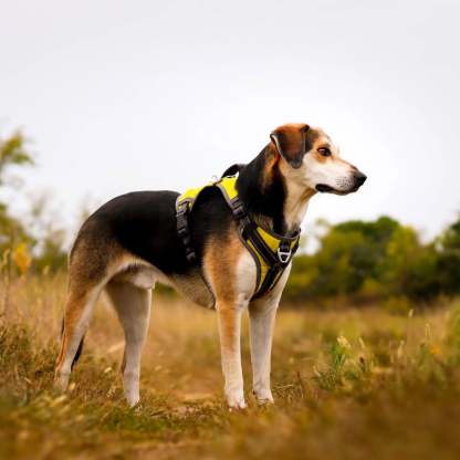 FIDA No Pull Harness