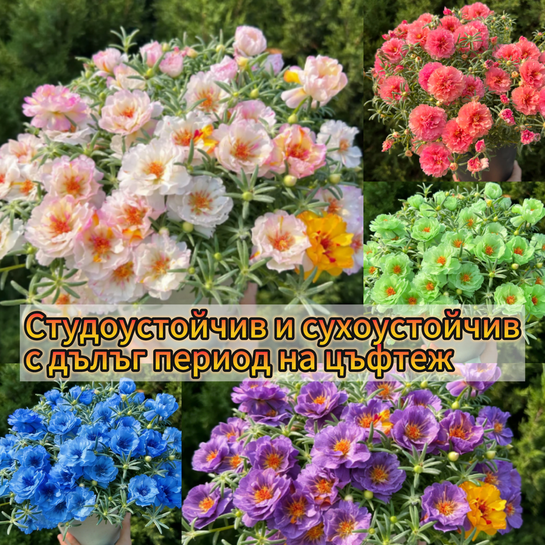 🌟🌸Златна портулка с двойни венчелистчета – Изумителни цветя, които блестят на слънце!