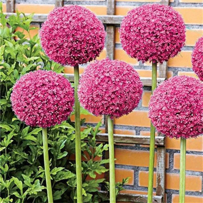 Градински открит гигантски Allium Giganteum красиви цветни семена бонсай семена за растения