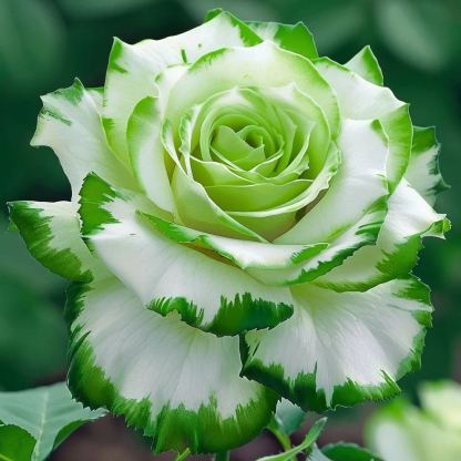 Rare Blue Moon Rose 🌌&Multi-Colored Petal Lace Rose🌈🌹