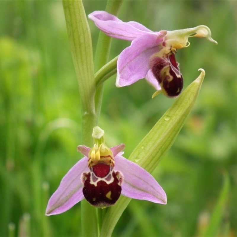 Редките семена Ophrys Apifera (🐝Смееща се пчелна орхидея)