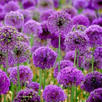 Градински открит гигантски Allium Giganteum красиви цветни семена бонсай семена за растения