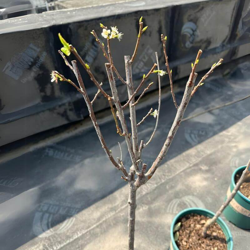 🍒 (Нова реколта) Семена от сладка череша 🌿Предварително подготвени за висока кълняемост (99% кълняемост)