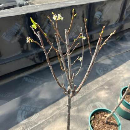 🍒 (Нова реколта) Семена от сладка череша 🌿Предварително подготвени за висока кълняемост (99% кълняемост)