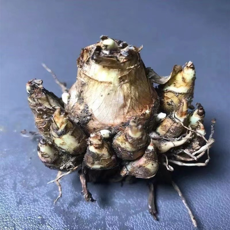 🔥🔥晚香玉種球根黃色白色粉色重瓣夜來香庭院陽台濃香型觀賞花卉種苗盆栽植物| 蝦皮購物