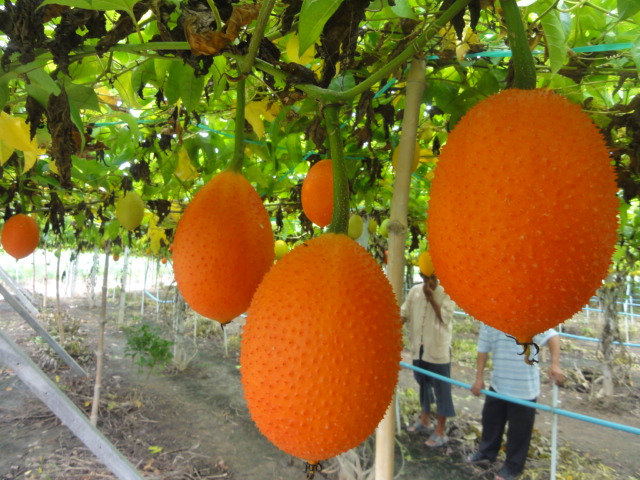 Gac fruit seeds, Gac Melon Vine Momordica Cochinchinensis seeds