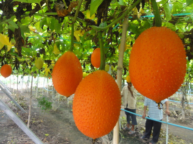 Gac fruit seeds, Gac Melon Vine Momordica Cochinchinensis seeds