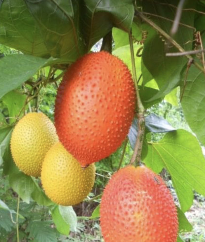Gac fruit seeds, Gac Melon Vine Momordica Cochinchinensis seeds
