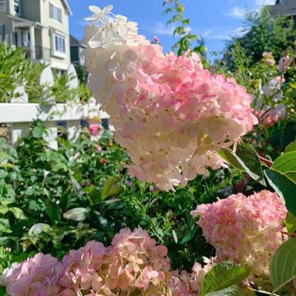🌸Семена на шишарка от хортензия - ванилия, ягода и лаймлайт