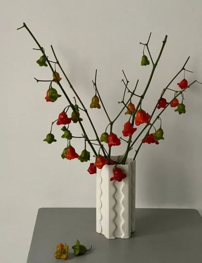 🎄Christmas Bell Peppers Seeds🌶️