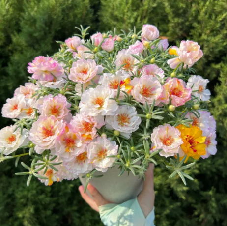 🌟🌸Златна портулка с двойни венчелистчета – Изумителни цветя, които блестят на слънце!