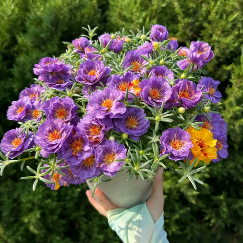 🌟🌸Златна портулка с двойни венчелистчета – Изумителни цветя, които блестят на слънце!