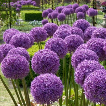 Градински открит гигантски Allium Giganteum красиви цветни семена бонсай семена за растения